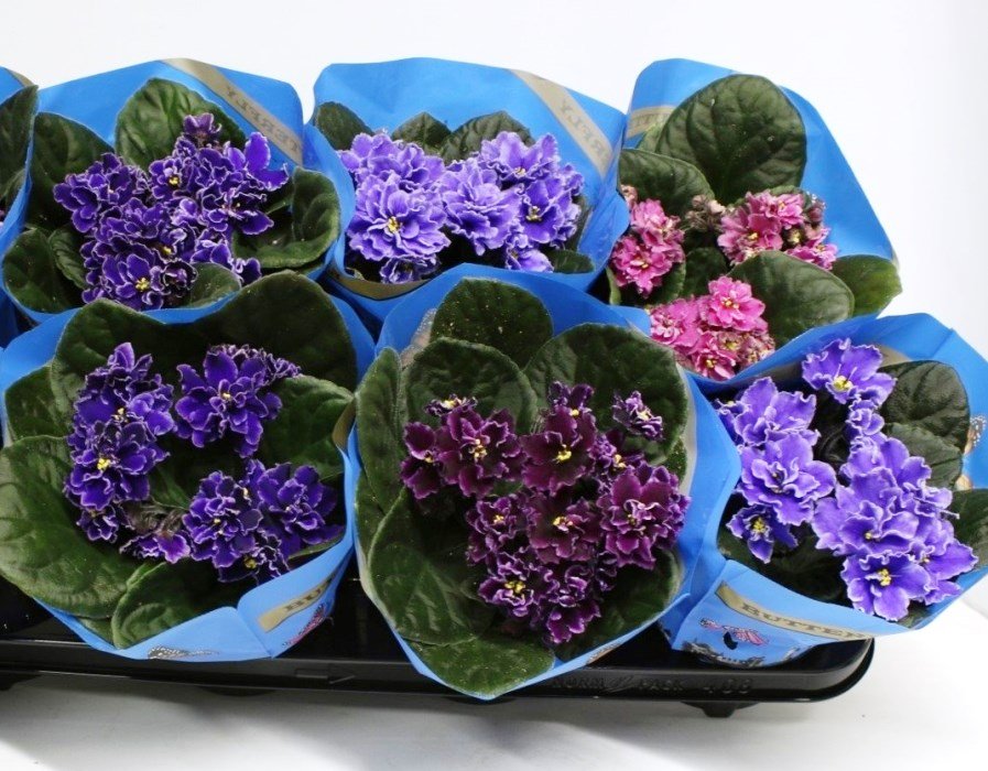 Ivory Orchid & Magnolia Centerpiece - Image 3