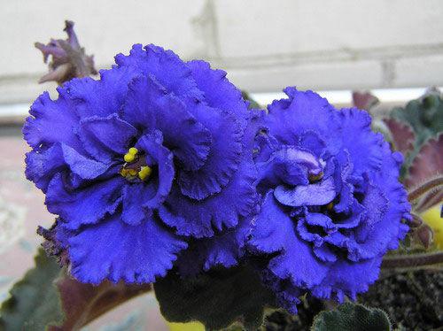 Ivory Orchid & Magnolia Centerpiece - Image 2