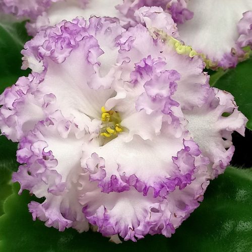 Ivory Orchid & Magnolia Centerpiece