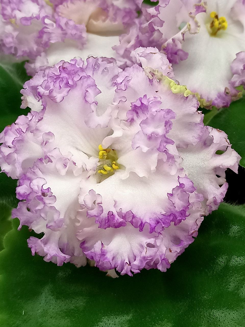 Ivory Orchid & Magnolia Centerpiece