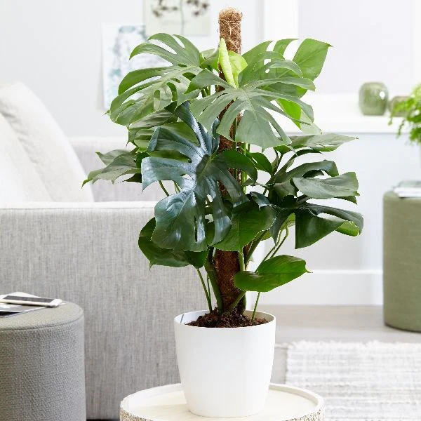 Crystal Dew - Image 4